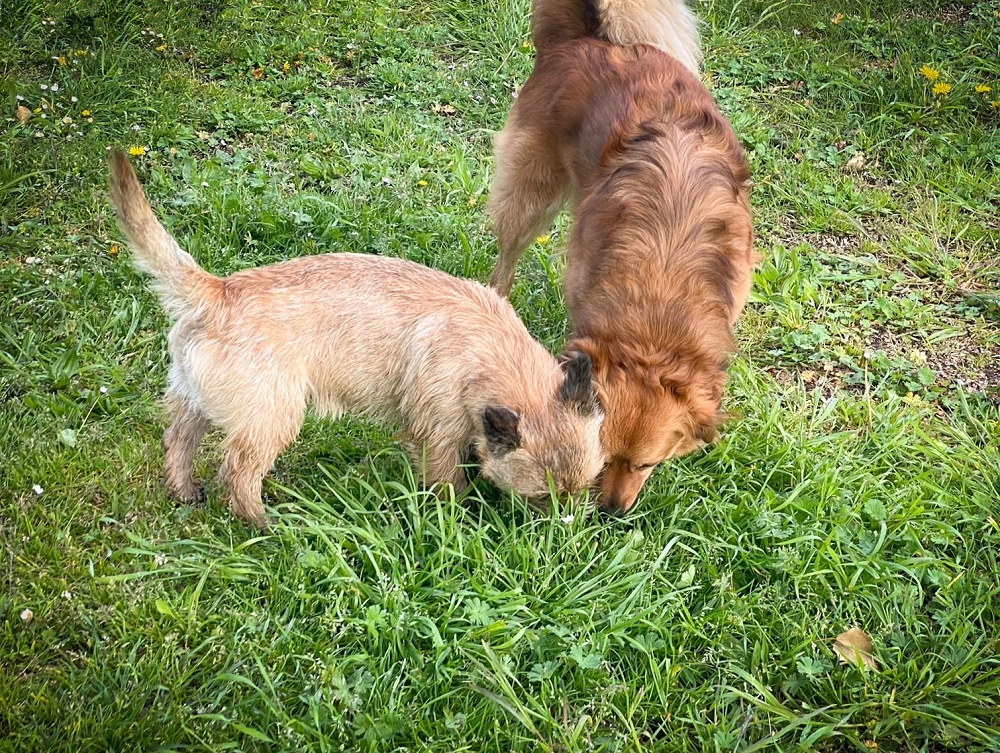 Spiel und Kommunikation, zwei Hunde