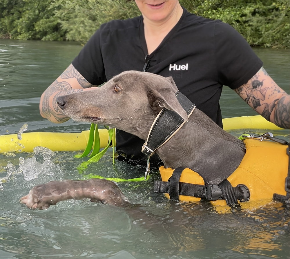 Schwimmkurs, Hund lernt schwimmen
