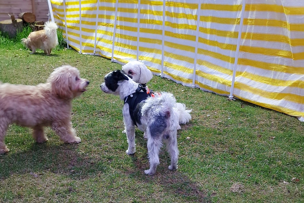 richtiges Spielen für kleine Hunde, Kontaktaufnahme zwischen Hunden
