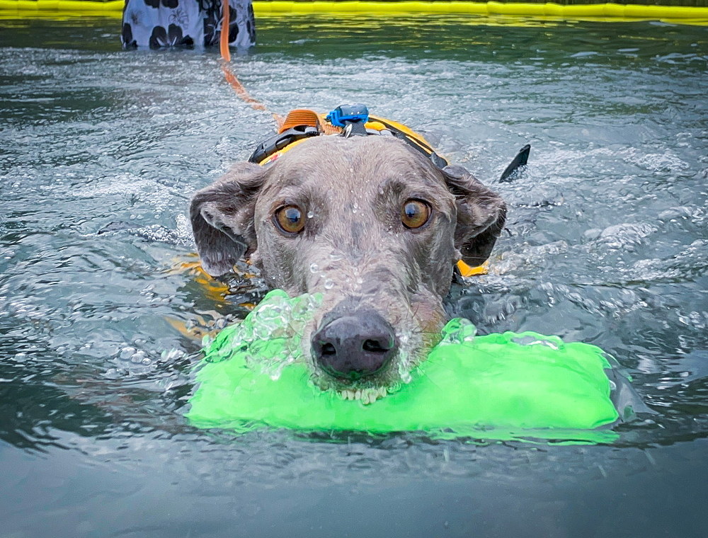 Schwimmkurs, Hund kann schwimmen