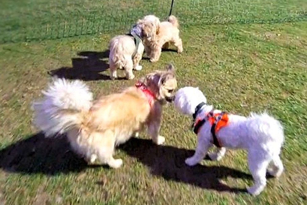richtiges Spielen für kleine-Hunde, friedliches spielen