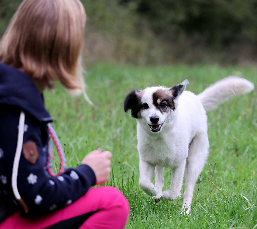 13-Orientierung-und-Rueckruf-Hund-kommt-zu-Frauchen Orientierung und Rückruf, Hund kommt zu Frauchen