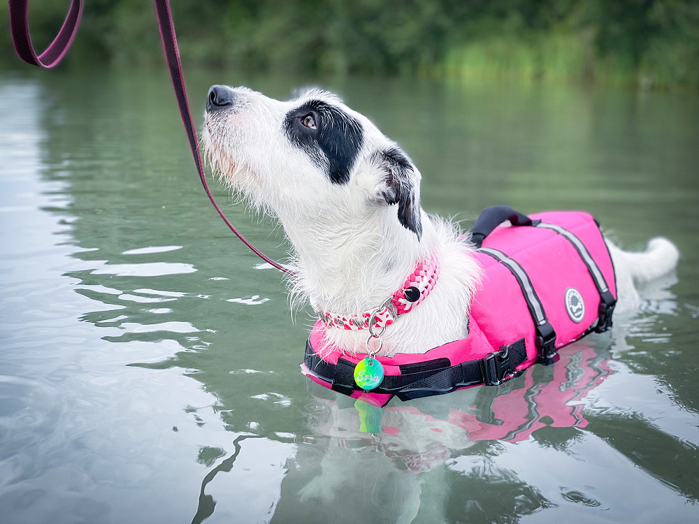 Wassergewöhnung Welpen und Junghunde, Hund schwimmt